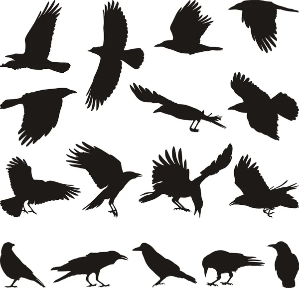 Detail Crows Images Free Nomer 25