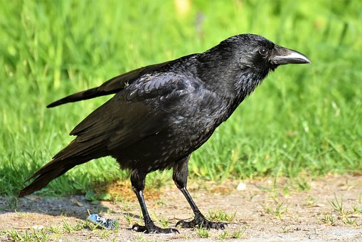 Detail Crows Images Free Nomer 47