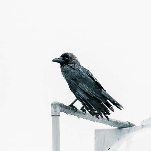 Detail Crows Images Free Nomer 49