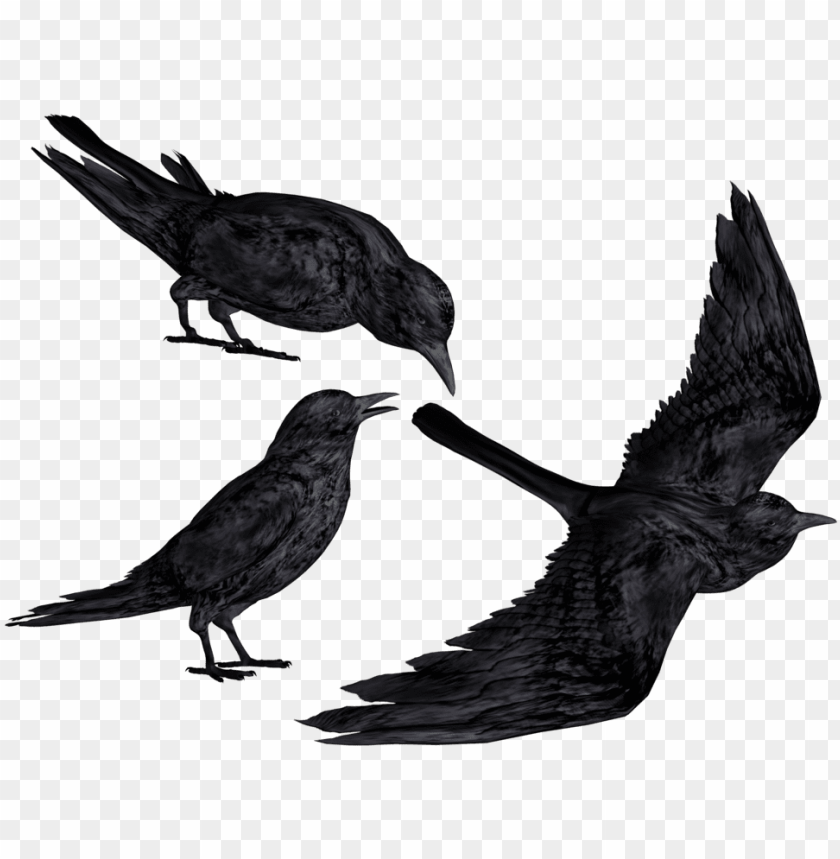 Detail Crows Images Free Nomer 56