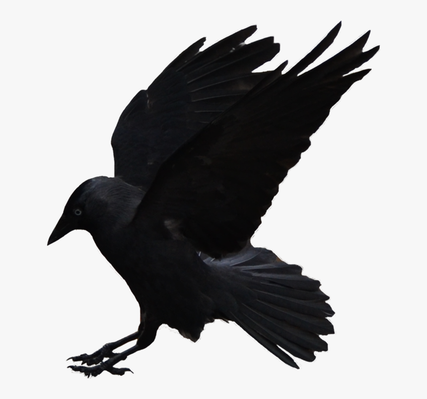 Detail Crows Png Nomer 28