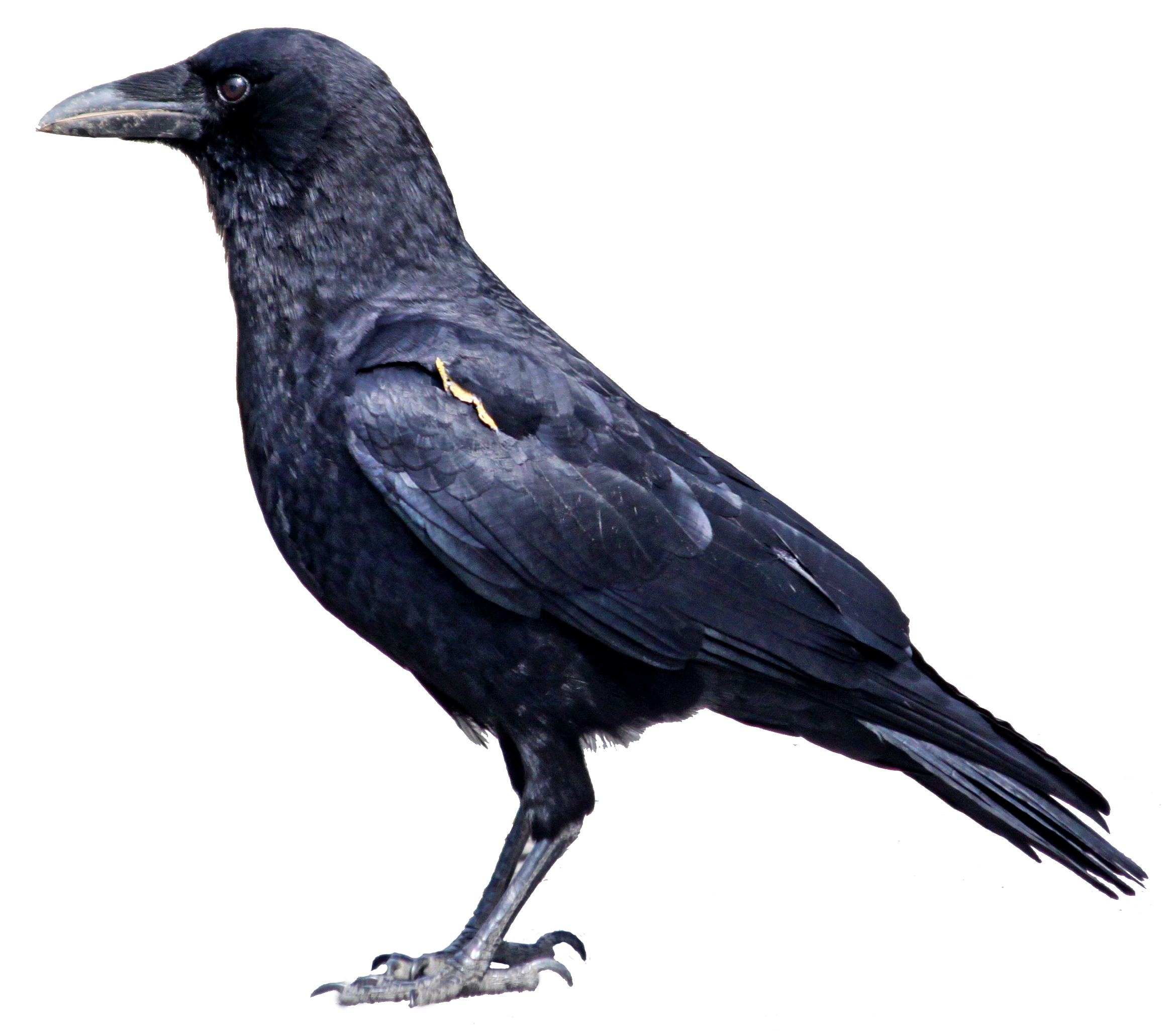 Detail Crows Png Nomer 55