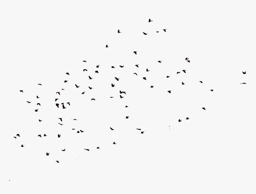 Detail Crows Png Nomer 8
