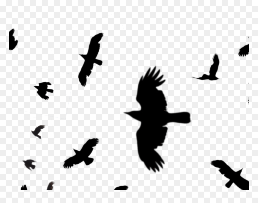 Detail Crows Png Nomer 10