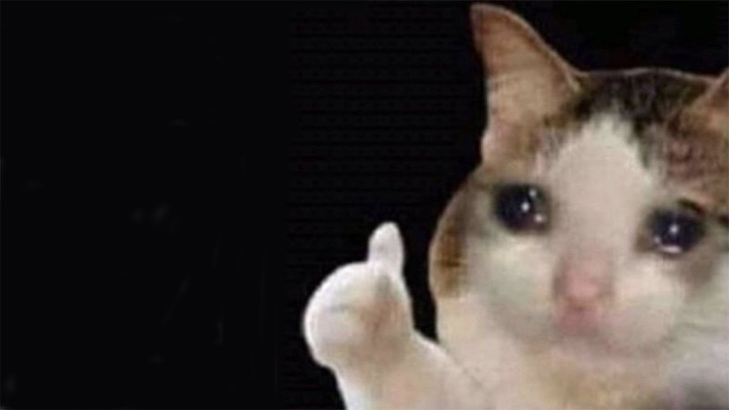 Detail Crying Cat Meme Nomer 2
