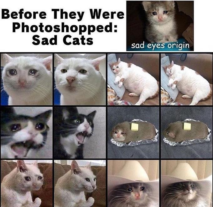 Detail Crying Cat Meme Nomer 11
