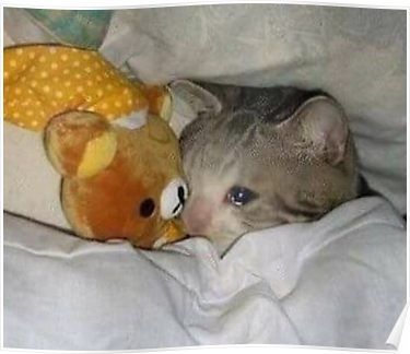 Detail Crying Cat Meme Nomer 12