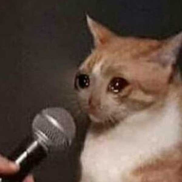 Detail Crying Cat Meme Nomer 15