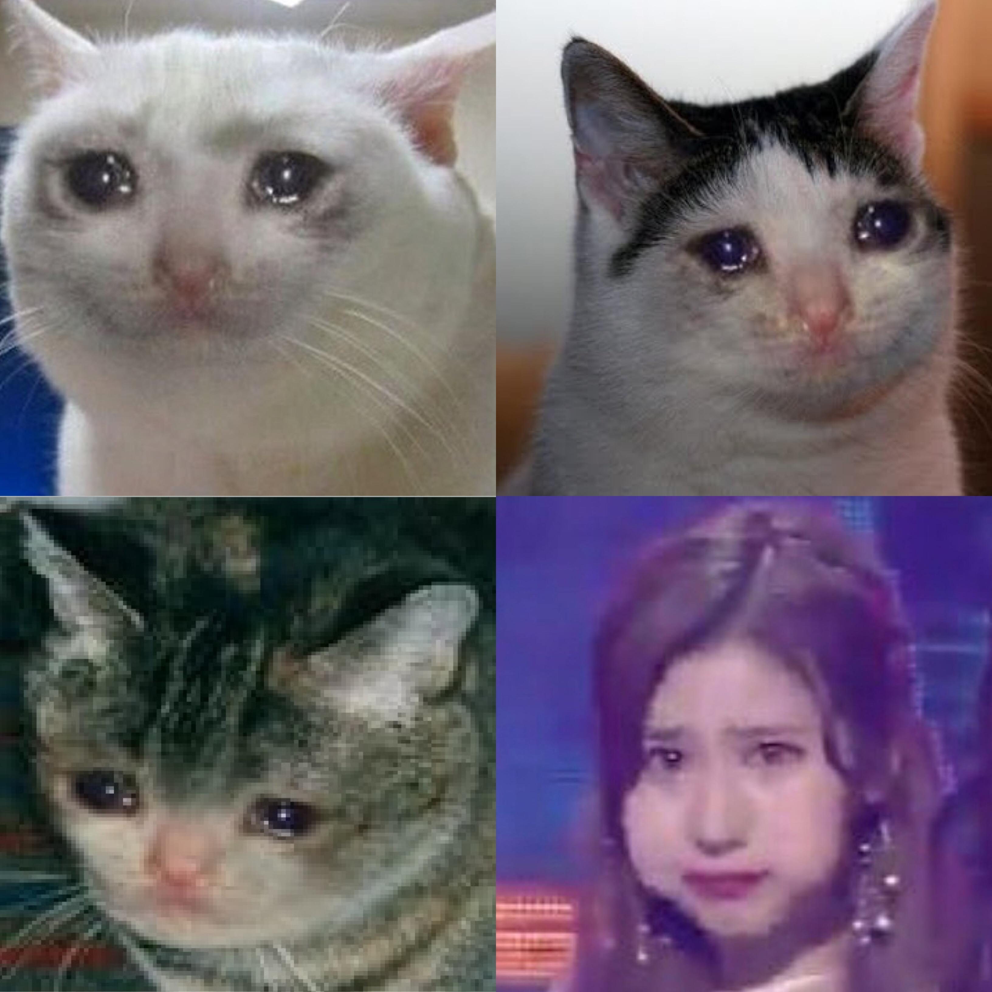 Detail Crying Cat Meme Nomer 17