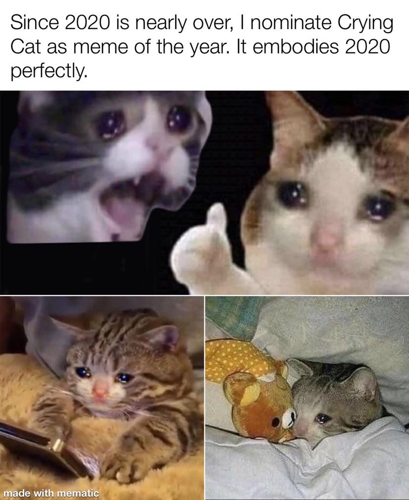 Detail Crying Cat Meme Nomer 18