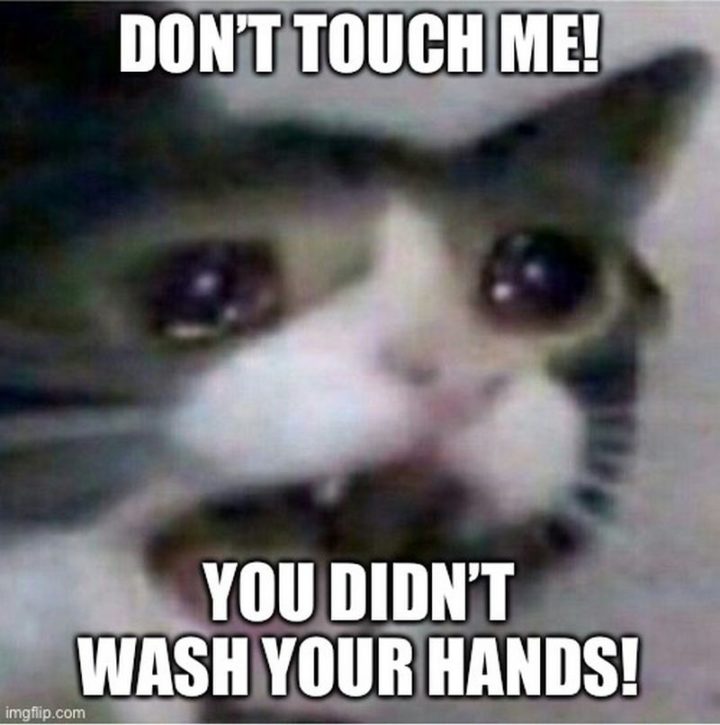 Detail Crying Cat Meme Nomer 19