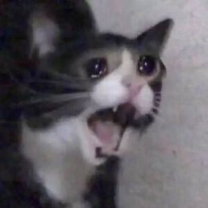 Detail Crying Cat Meme Nomer 3