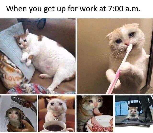 Detail Crying Cat Meme Nomer 20