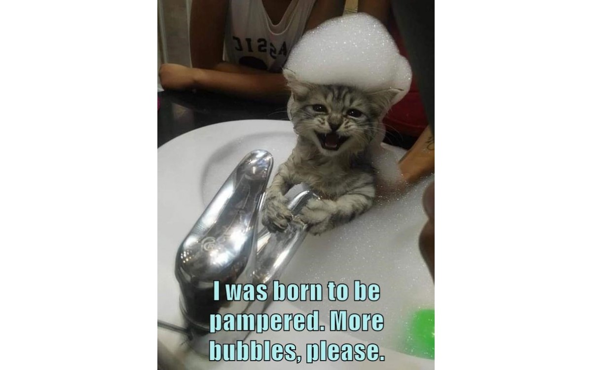 Detail Crying Cat Meme Nomer 21