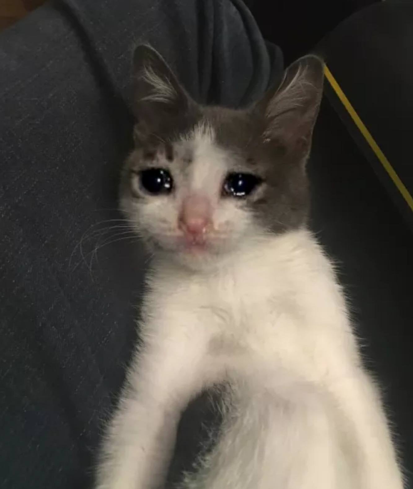 Detail Crying Cat Meme Nomer 22
