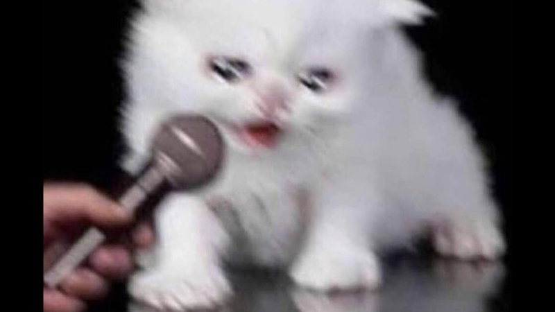 Detail Crying Cat Meme Nomer 24