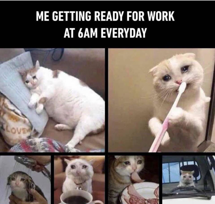 Detail Crying Cat Meme Nomer 25