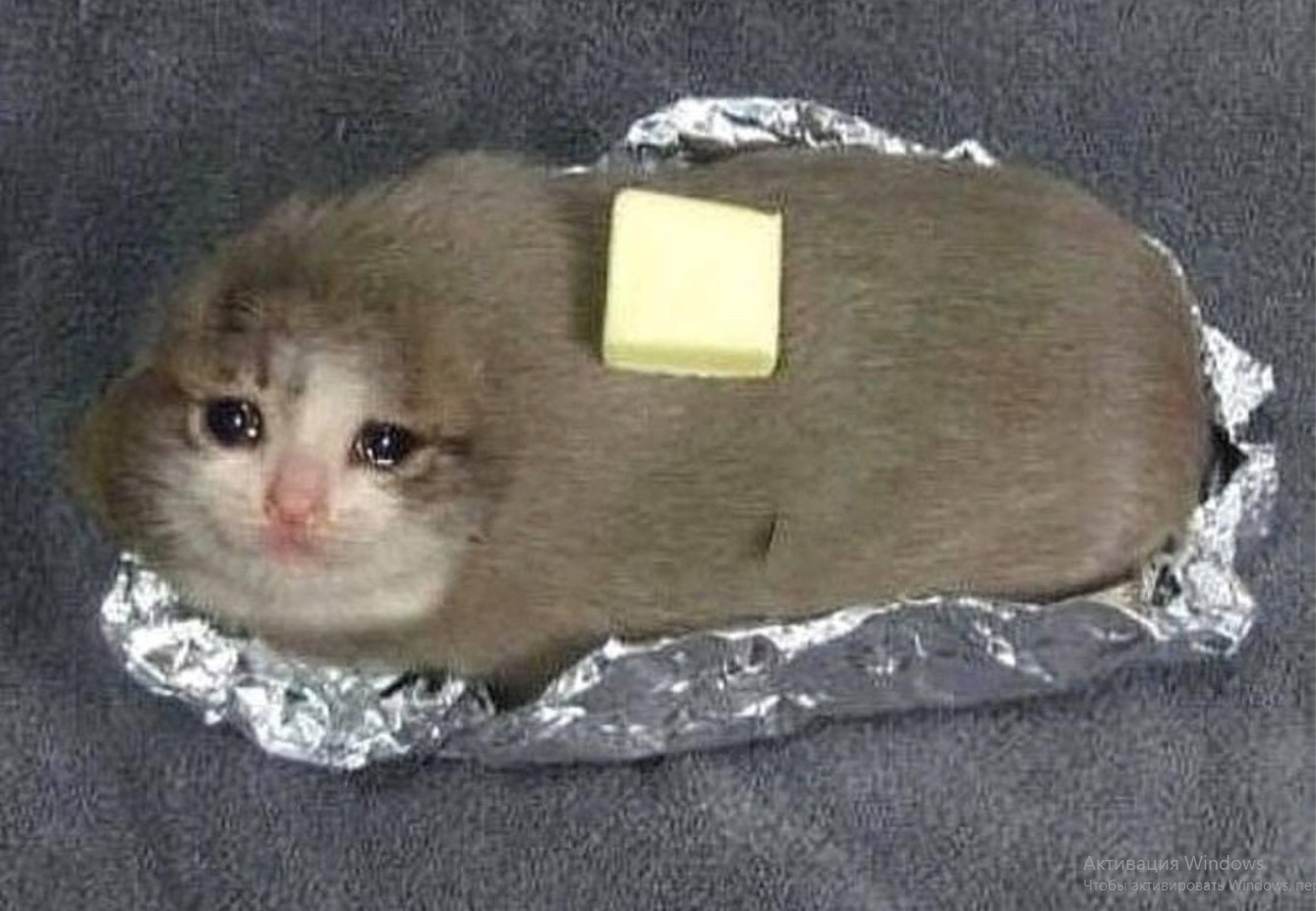 Detail Crying Cat Meme Nomer 26
