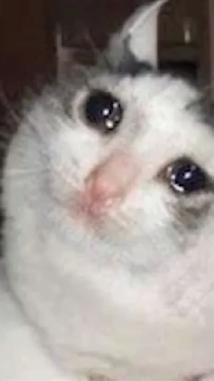 Detail Crying Cat Meme Nomer 27