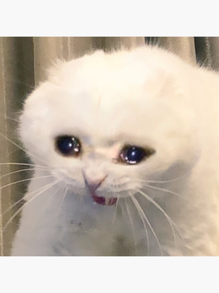 Detail Crying Cat Meme Nomer 4