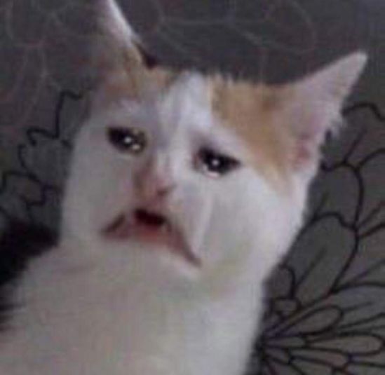 Detail Crying Cat Meme Nomer 29