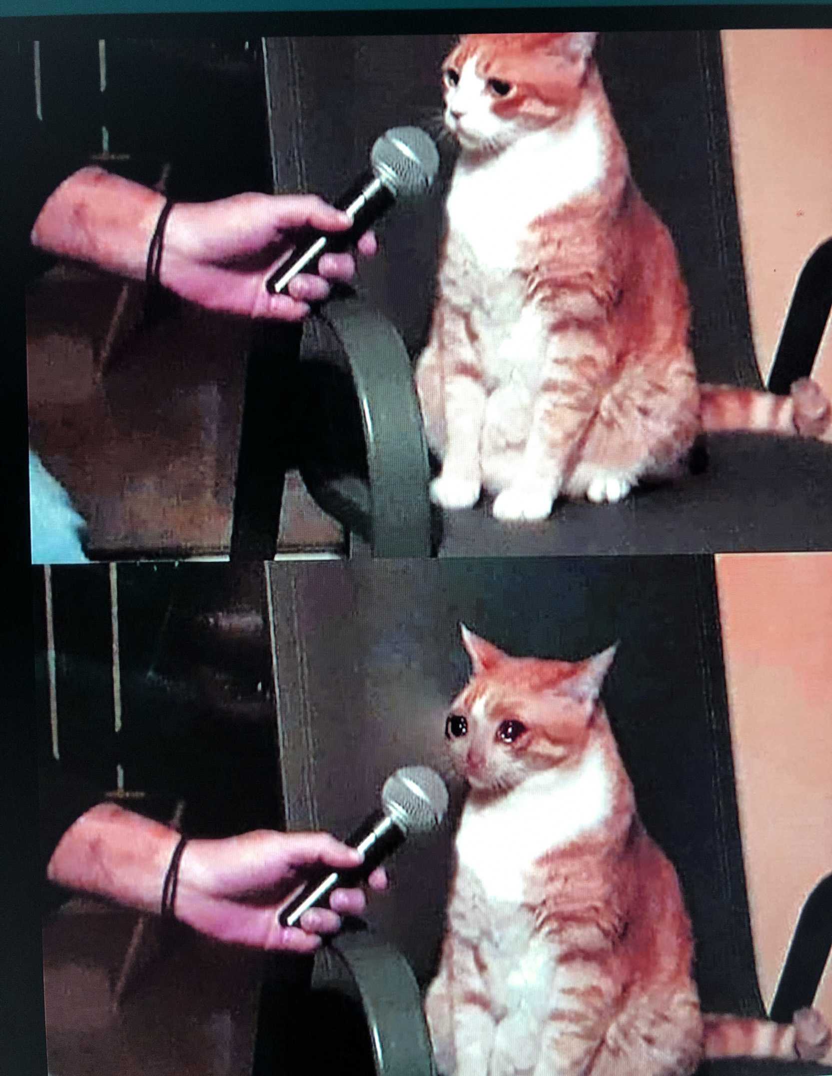 Detail Crying Cat Meme Nomer 34