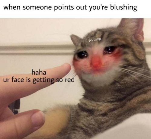 Detail Crying Cat Meme Nomer 37