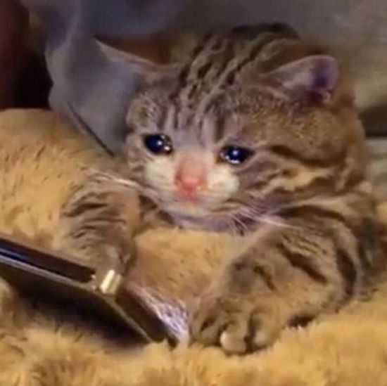 Detail Crying Cat Meme Nomer 38