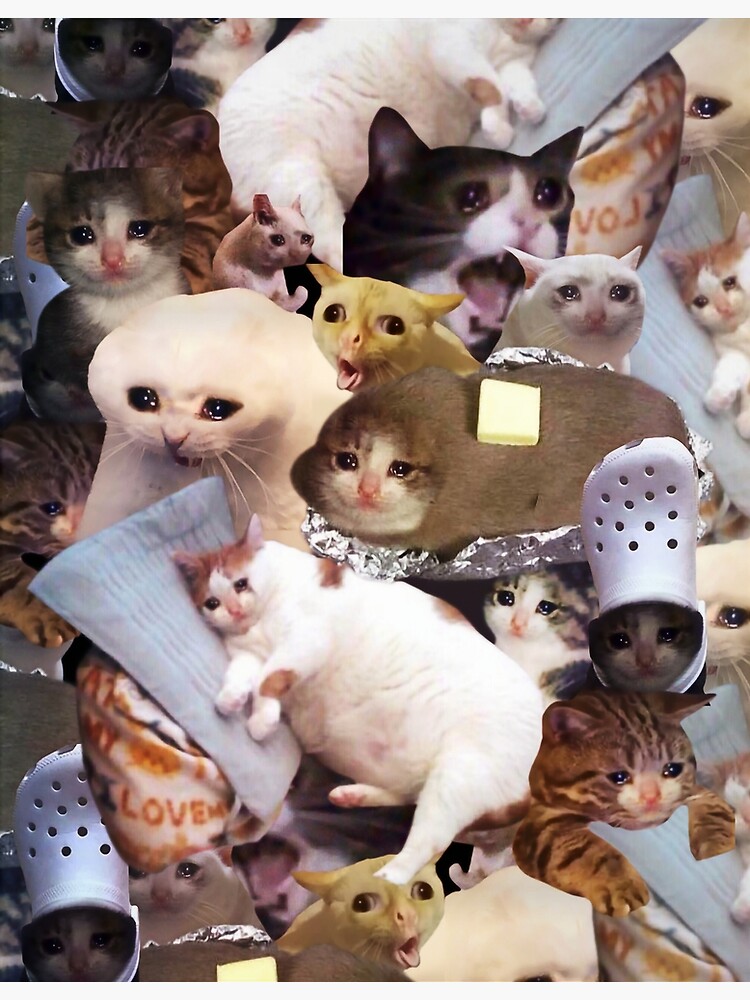 Detail Crying Cat Meme Nomer 41