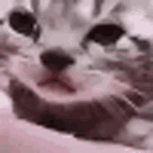 Detail Crying Cat Meme Nomer 48