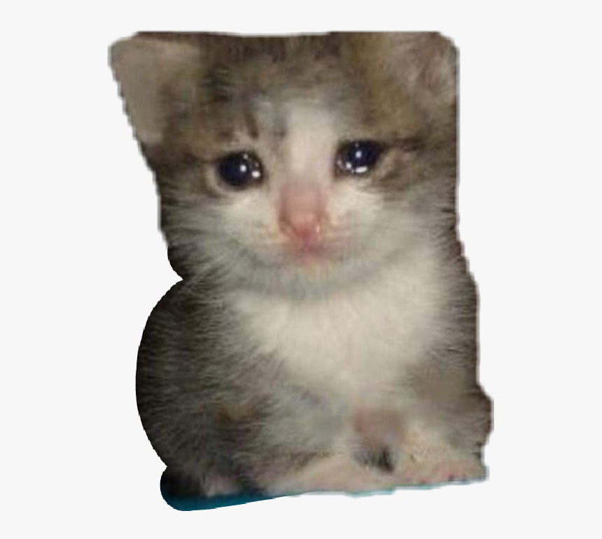 Detail Crying Cat Meme Nomer 50
