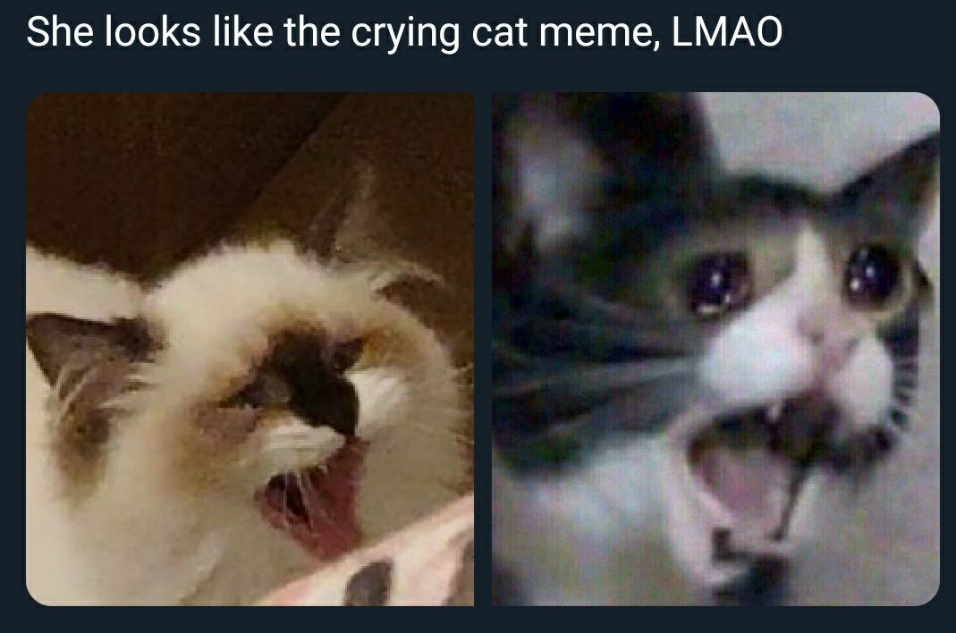 Detail Crying Cat Meme Nomer 51