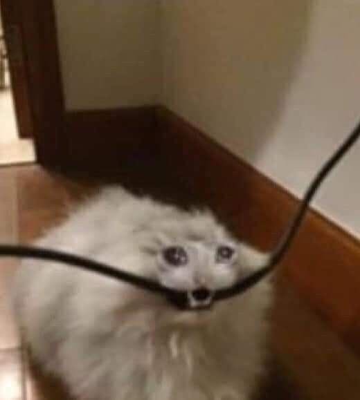 Detail Crying Cat Meme Nomer 57