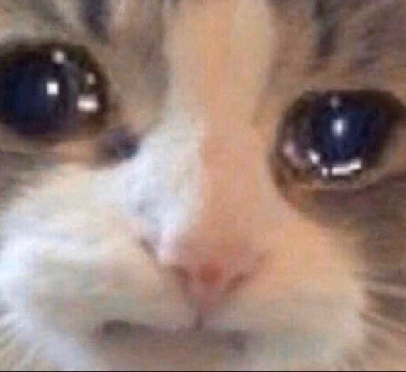 Detail Crying Cat Meme Nomer 7