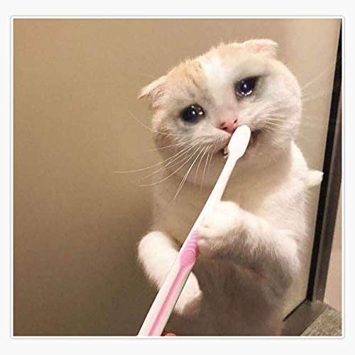 Detail Crying Cat Meme Nomer 8