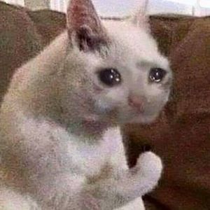 Detail Crying Cat Meme Nomer 9