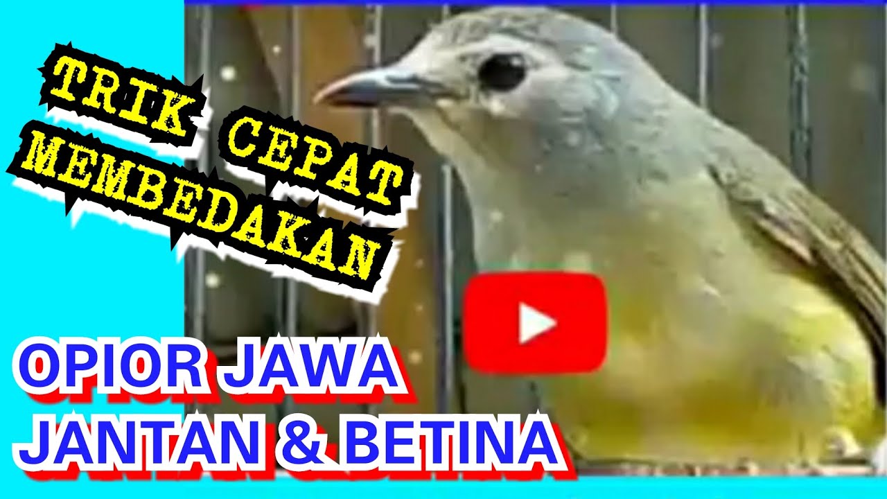 Detail Cucak Gentong Jantan Dan Betina Nomer 19