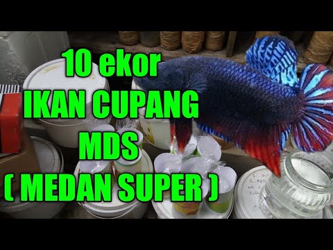 Detail Cupang Adu Medan Super Nomer 24