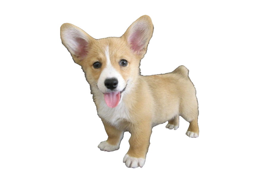 Detail Cute Animal Png Nomer 45