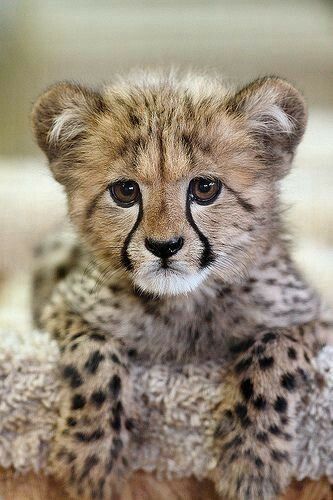 Detail Cute Baby Cheetah Wallpaper Nomer 21