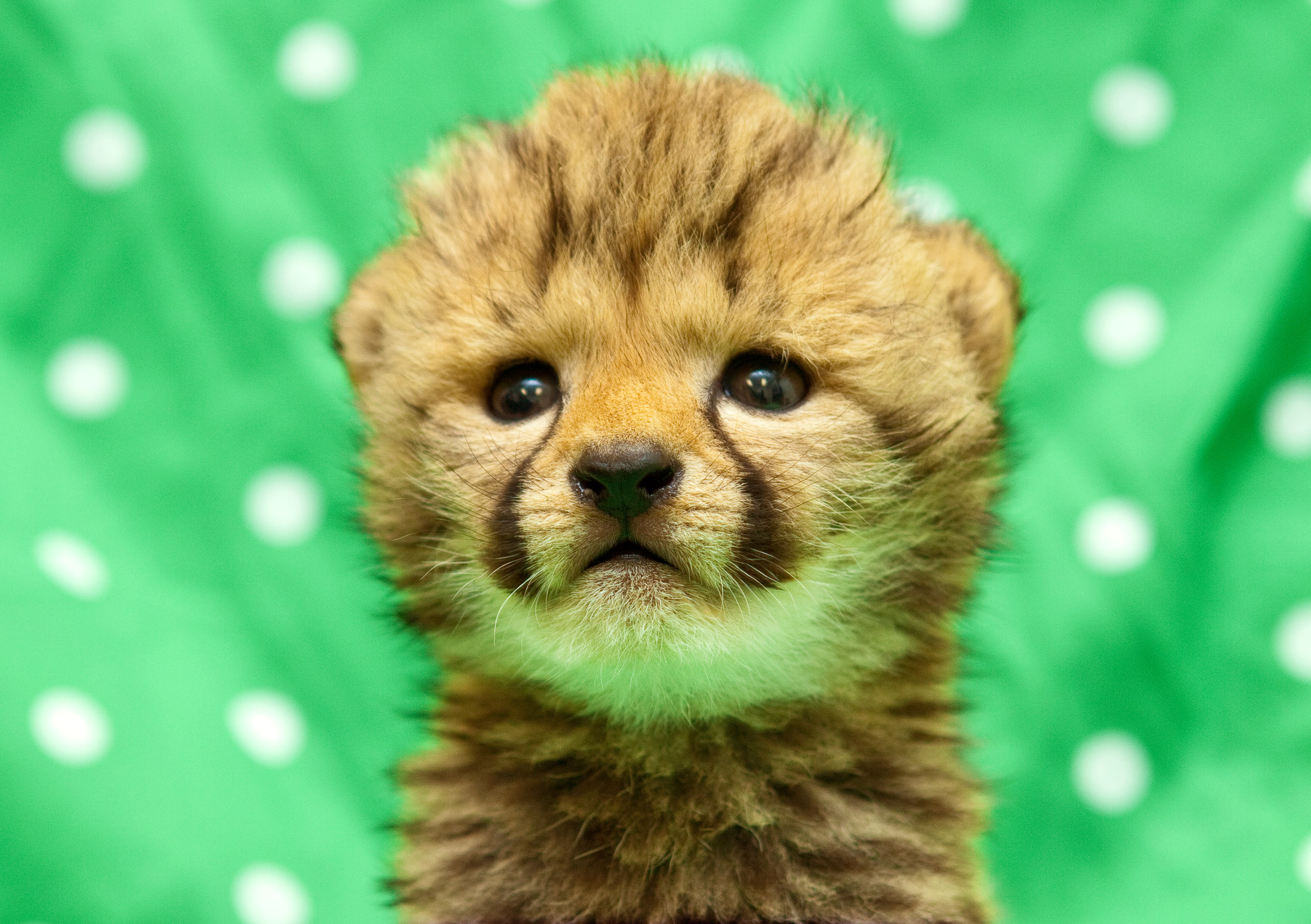 Detail Cute Baby Cheetah Wallpaper Nomer 29