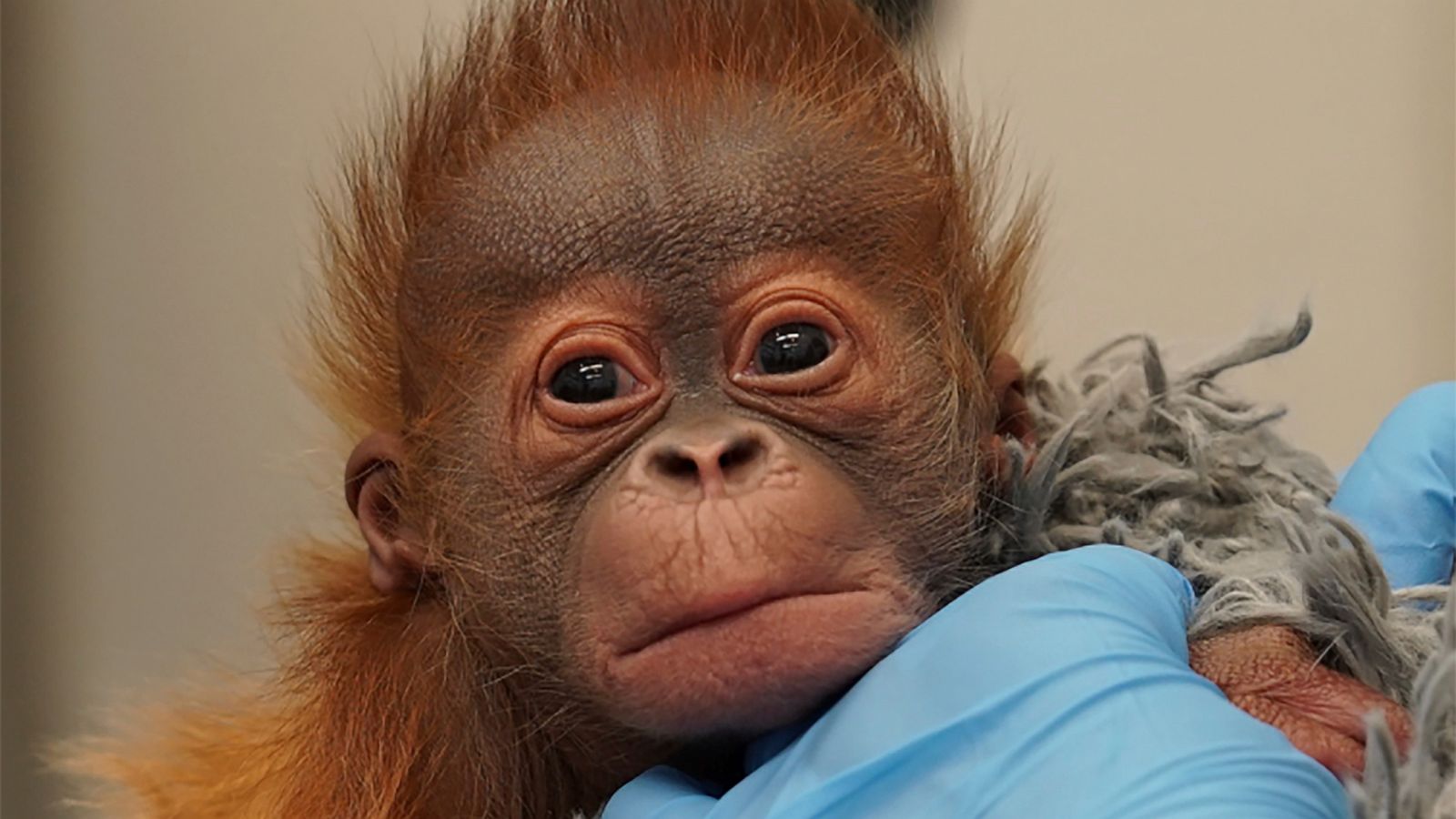 Cute Baby Orangutan Pictures - KibrisPDR