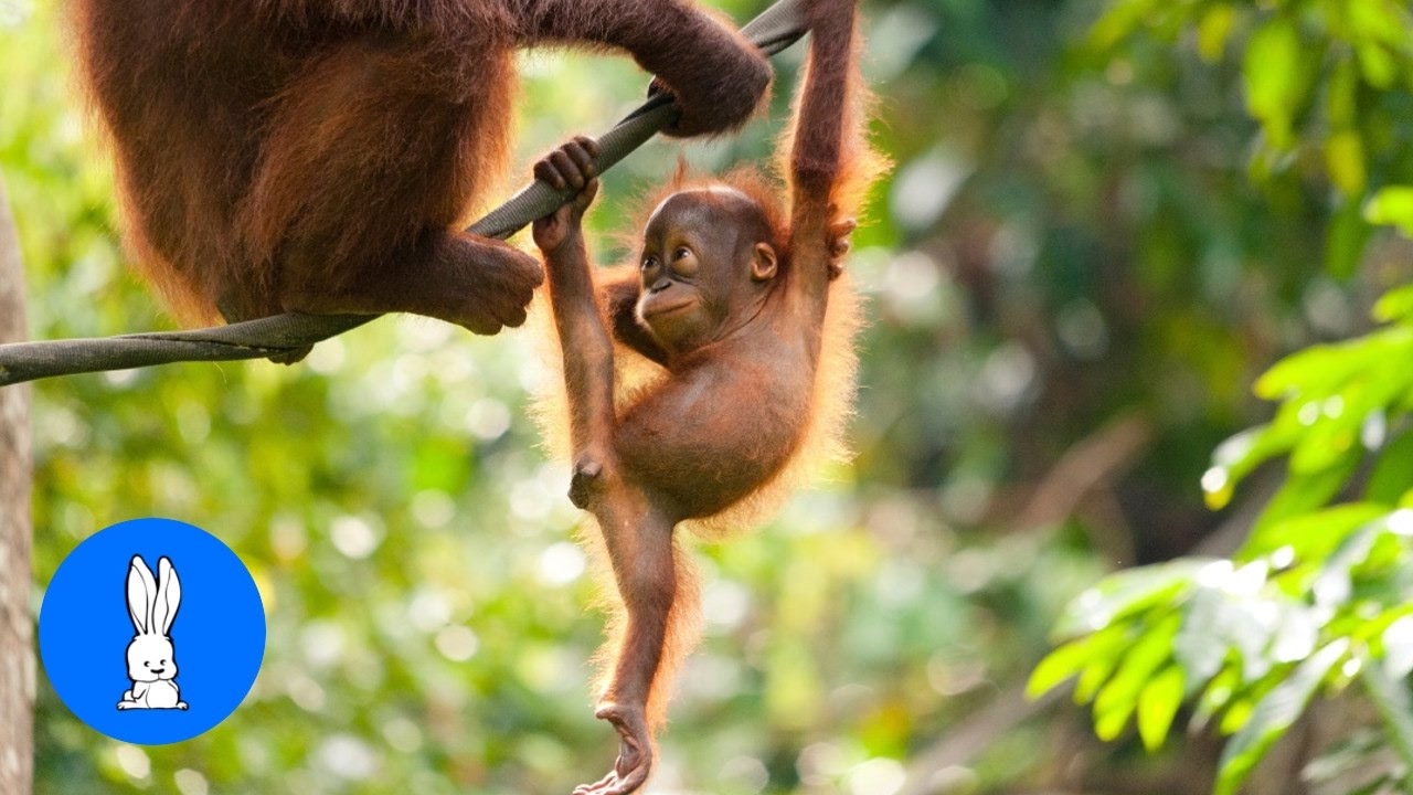 Detail Cute Baby Orangutan Pictures Nomer 2