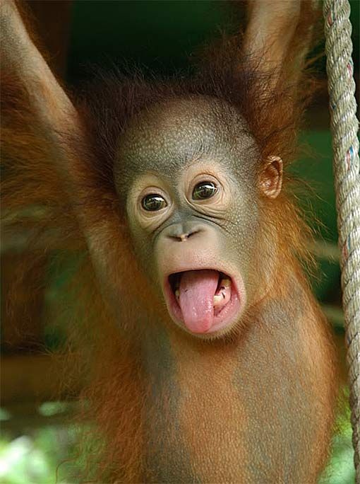 Detail Cute Baby Orangutan Pictures Nomer 11