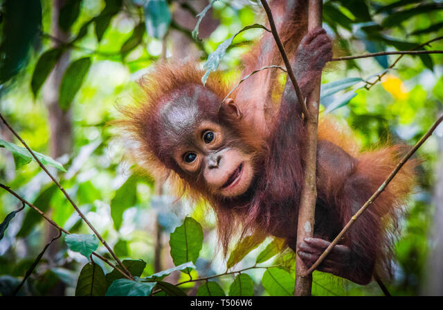 Detail Cute Baby Orangutan Pictures Nomer 12