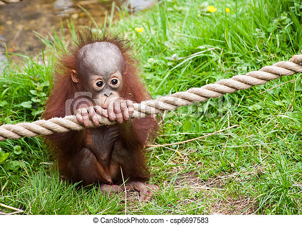 Detail Cute Baby Orangutan Pictures Nomer 13