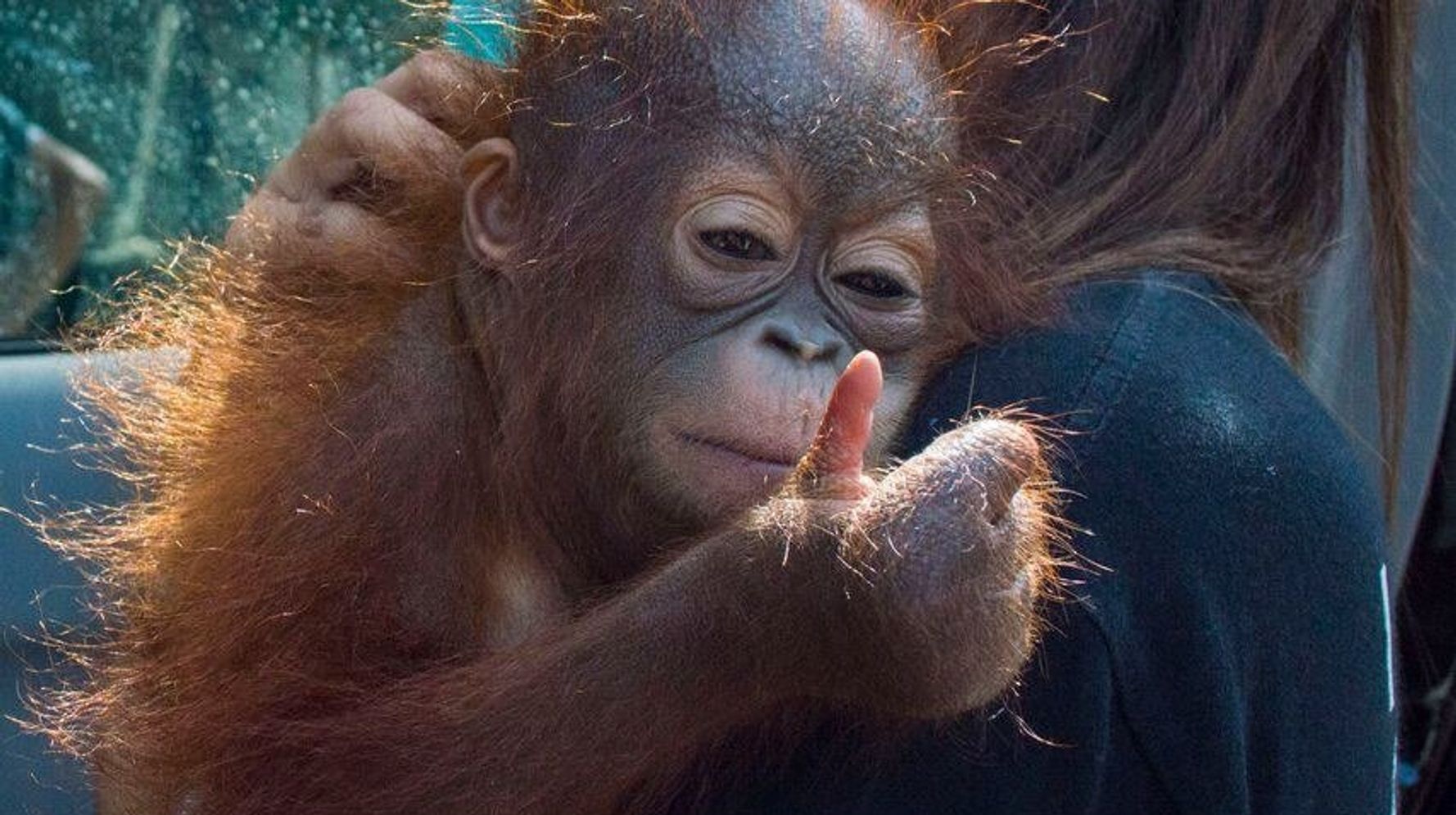 Detail Cute Baby Orangutan Pictures Nomer 18