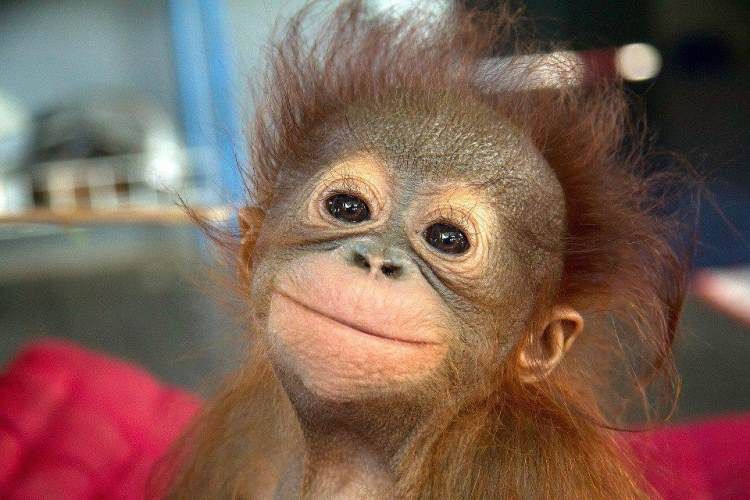 Detail Cute Baby Orangutan Pictures Nomer 3