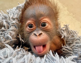 Detail Cute Baby Orangutan Pictures Nomer 21