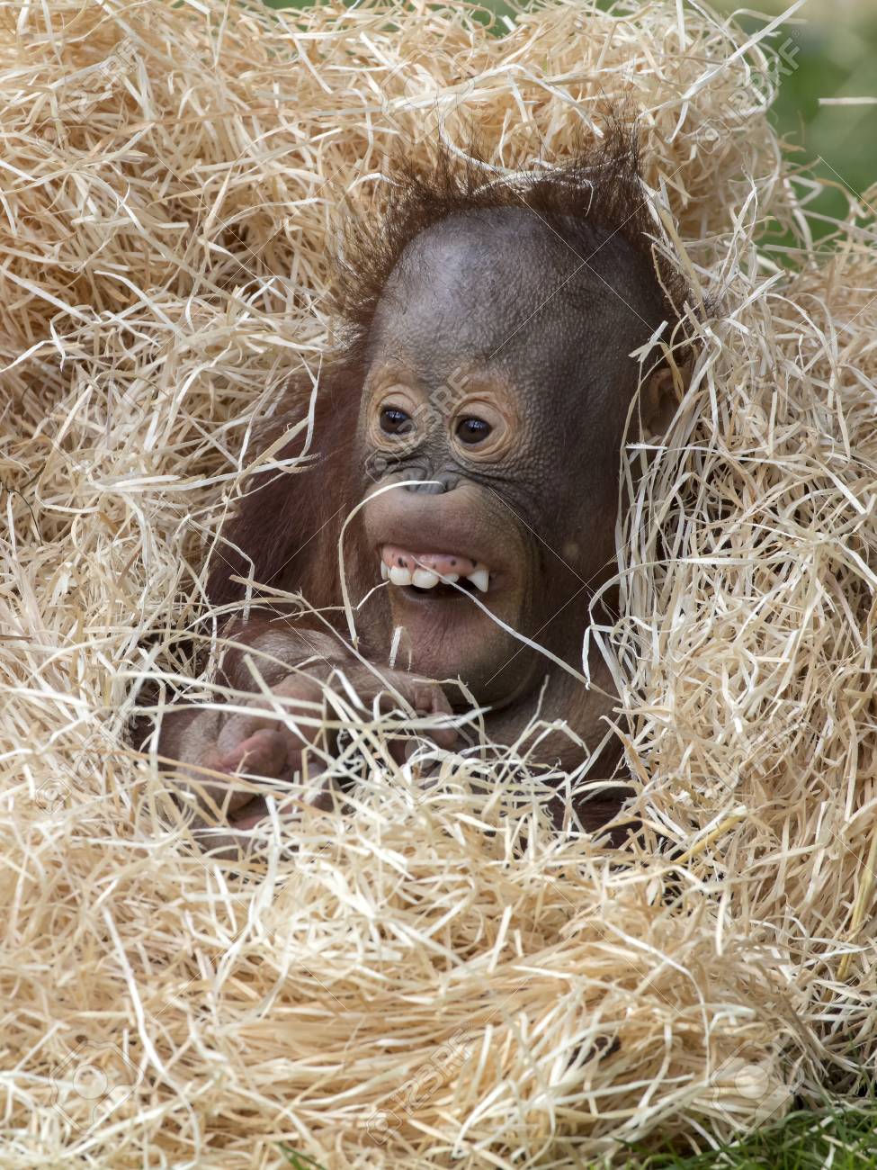 Detail Cute Baby Orangutan Pictures Nomer 22